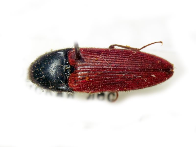 Ampedus (Ampedus) cyanicollis Dolin, 1970